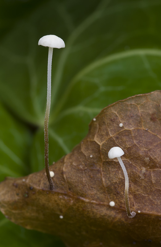 Marasmius epiphylloides